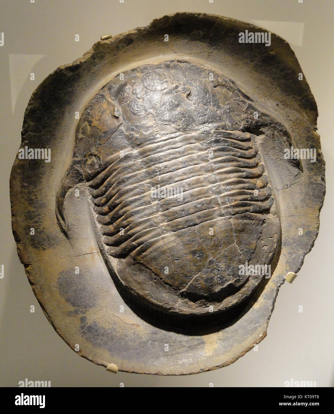 Asaphellus stubbsi è una specie estinta di trilobite del periodo Ordoviciano inferiore. Trovato nella formazione Fezouata del Marocco, questo fossile fornisce importanti informazioni sui primi ecosistemi marini. Foto Stock