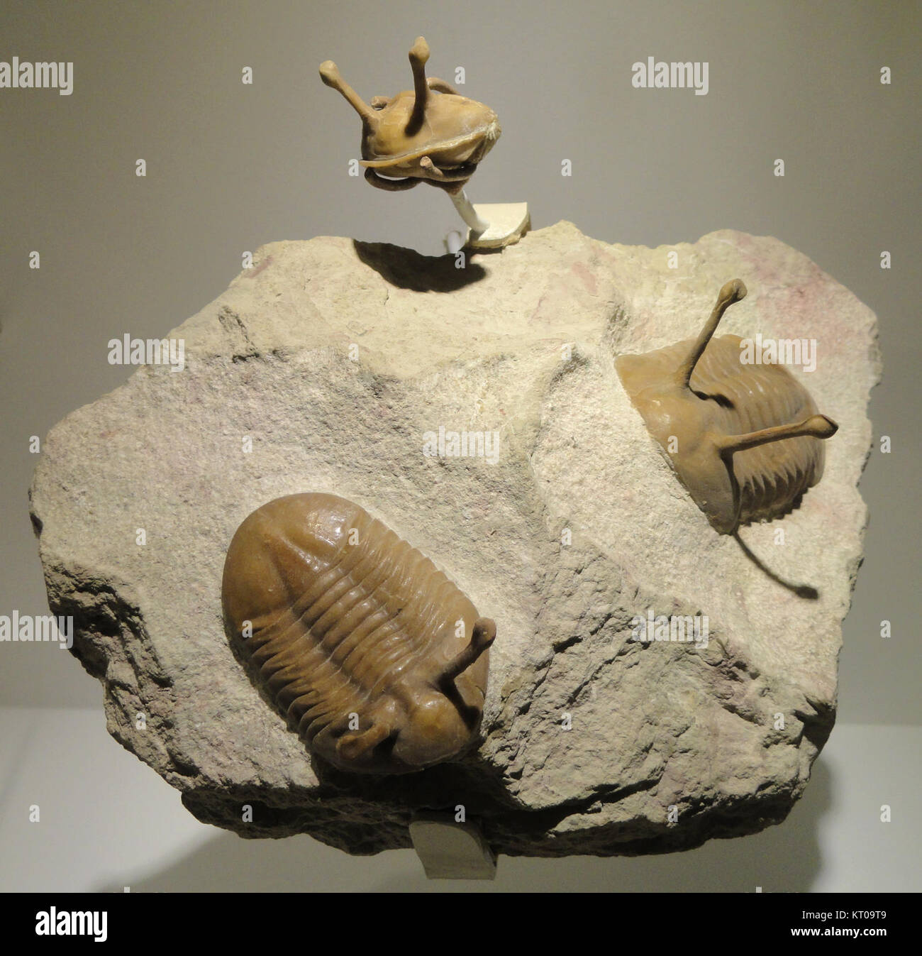 Asaphus kowalewskii, Middle Ordovician, formazioni Duboviki-Porogi, area di San Pietroburgo, Russia - Houston Museo di Scienze Naturali - DSC01532 Foto Stock