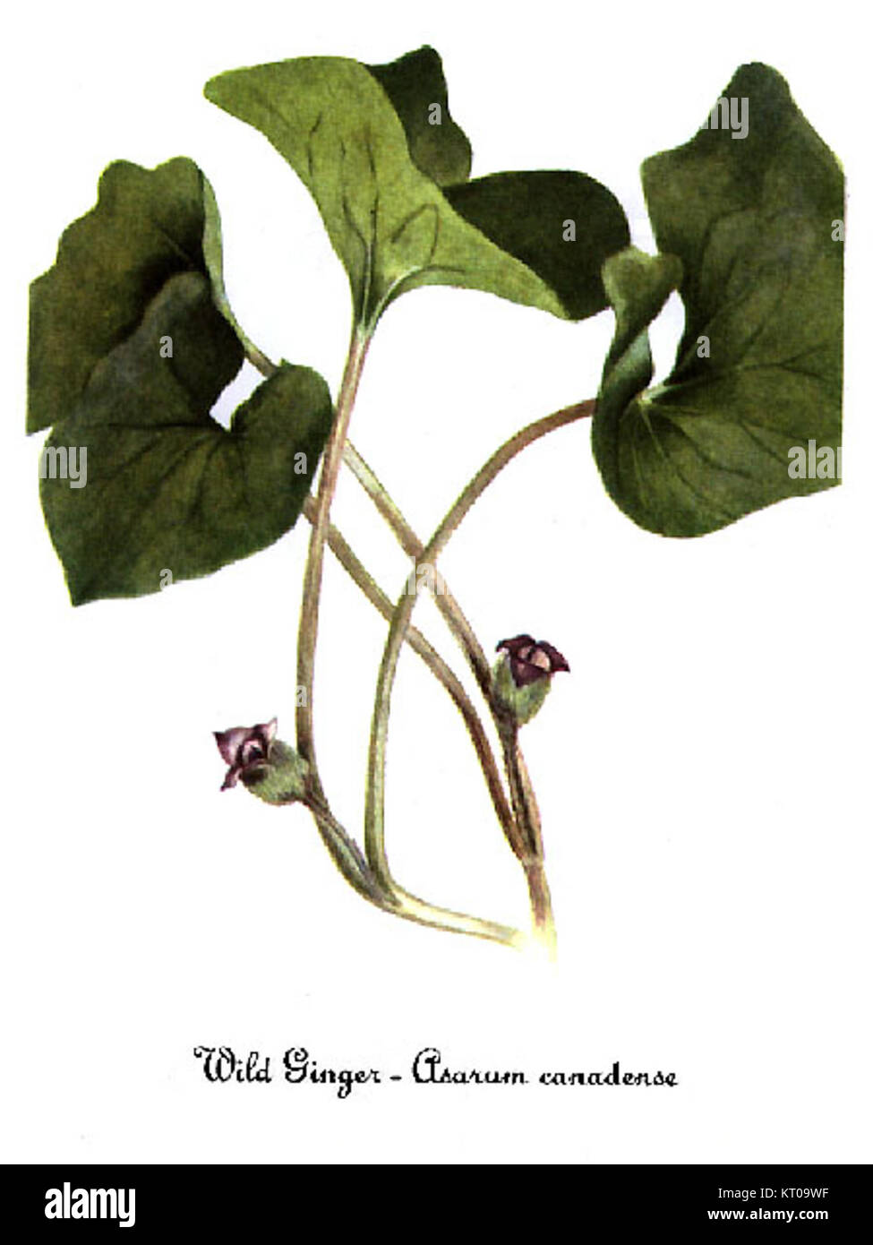 Questa illustrazione botanica di Mary Vaux Walcott raffigura la pianta Asarum canadense, nota per il suo caratteristico fogliame e il suo uso nella medicina erboristica. Foto Stock
