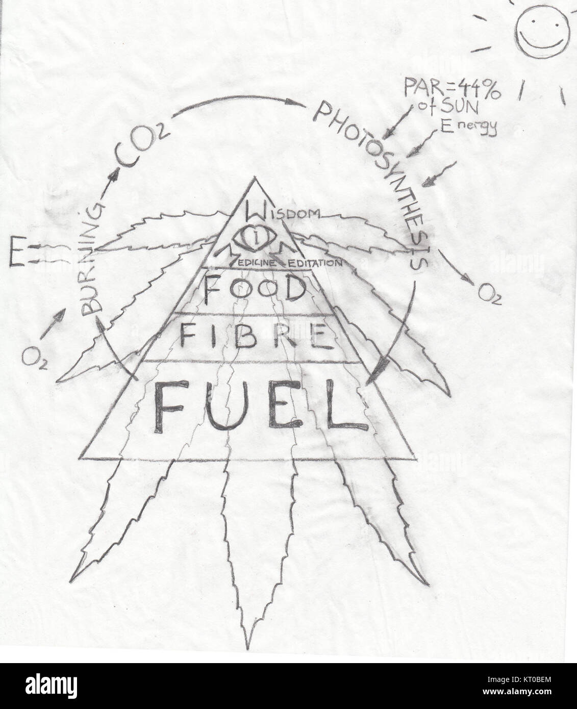 La cannabis sativa, una specie della pianta di Cannabis, è nota per i suoi usi medicinali, industriali e ricreativi. Viene utilizzato in varie forme, tra cui marijuana, canapa e prodotti CBD, ed è coltivato in tutto il mondo per la sua versatilità. Foto Stock