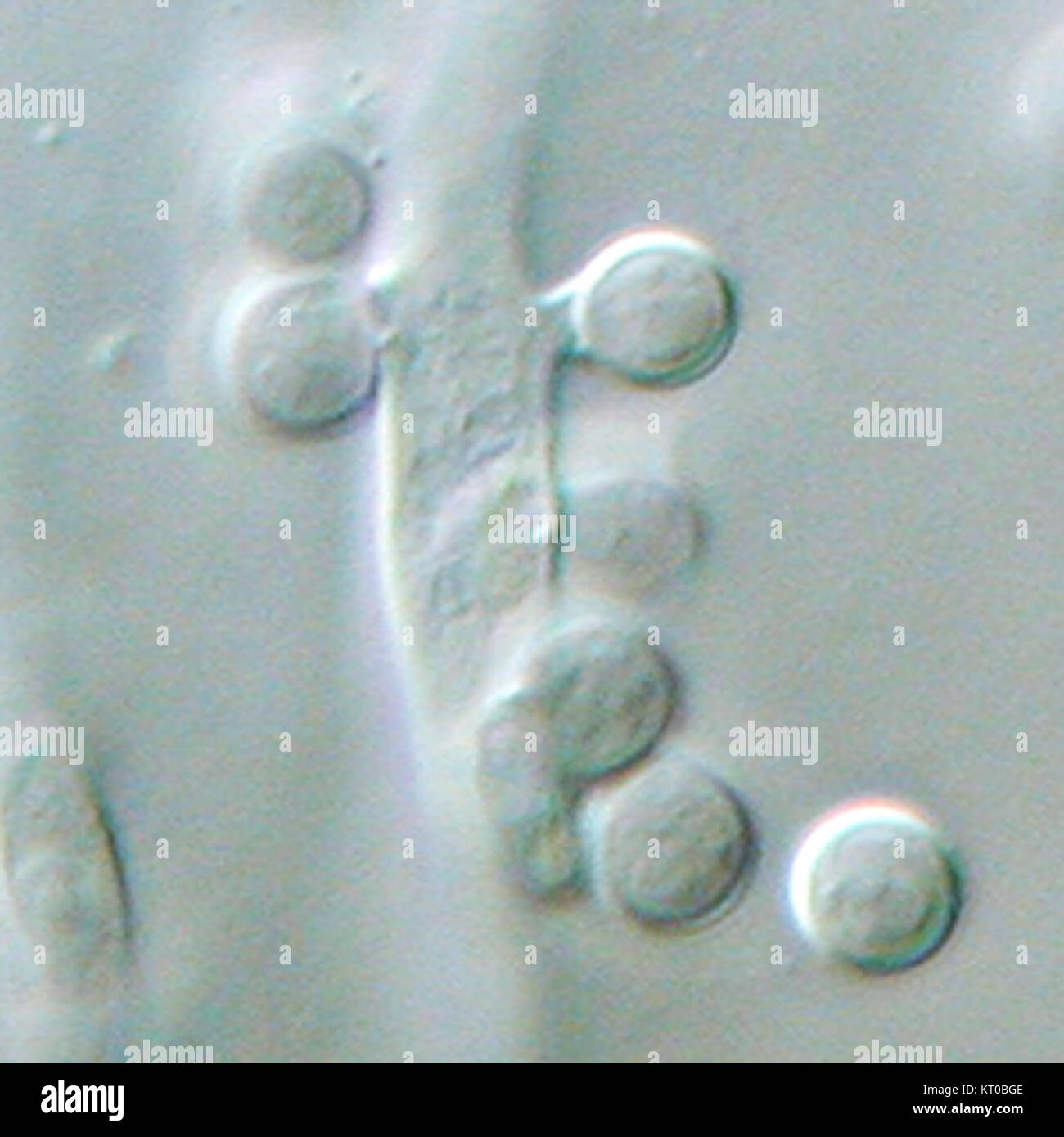 L'Aspergillus terreus è una specie di fungo, con aleurioconidia come struttura riproduttiva. È noto per il suo ruolo nell'ambiente e il suo potenziale nella ricerca medica grazie alle sue proprietà produttive di antibiotici. Foto Stock