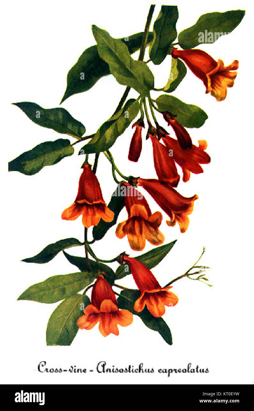Bignonia capreolata, illustrata da Mary Vaux Walcott, è un vitigno in fiore originario del sud-est degli Stati Uniti, noto per i suoi fiori a forma di tromba. Foto Stock