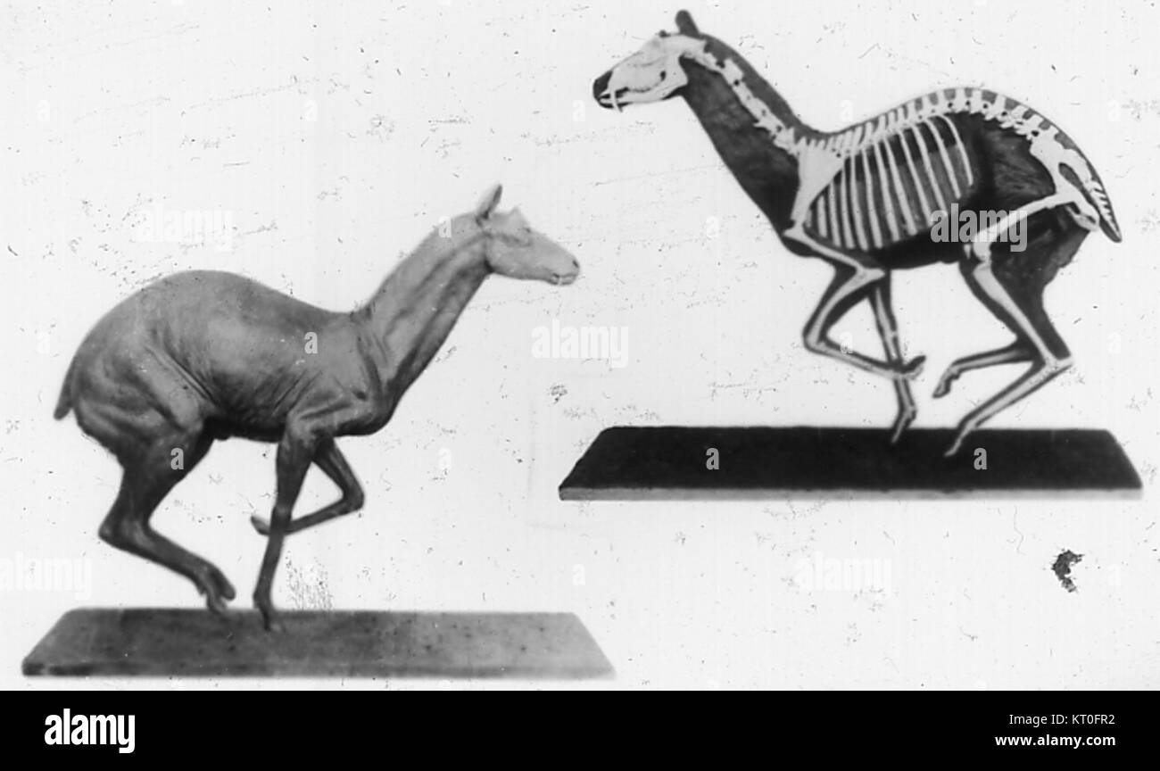 Blastomeryx è un genere estinto di mammiferi della famiglia Cervidae. È noto dai reperti fossili e fornisce importanti approfondimenti sulla storia evolutiva delle specie simili ai cervi. Foto Stock