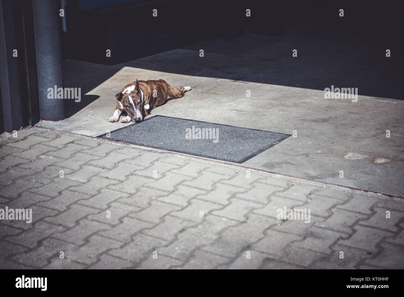 Un tigrato Bull Terrier cane recante al sole in un garage commerciali spazio. Foto Stock