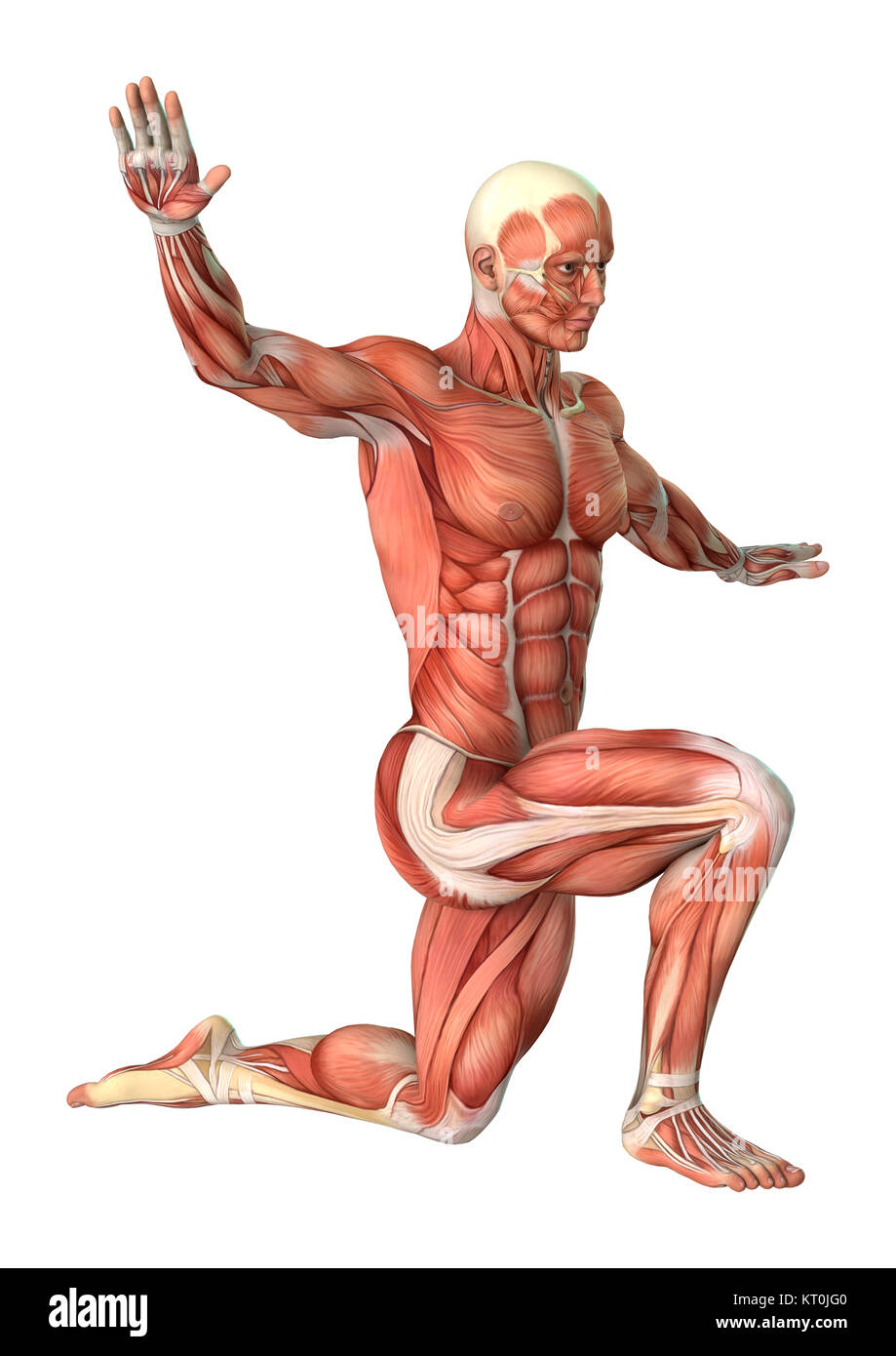 3D Rendering anatomia maschile figura su bianco Foto Stock