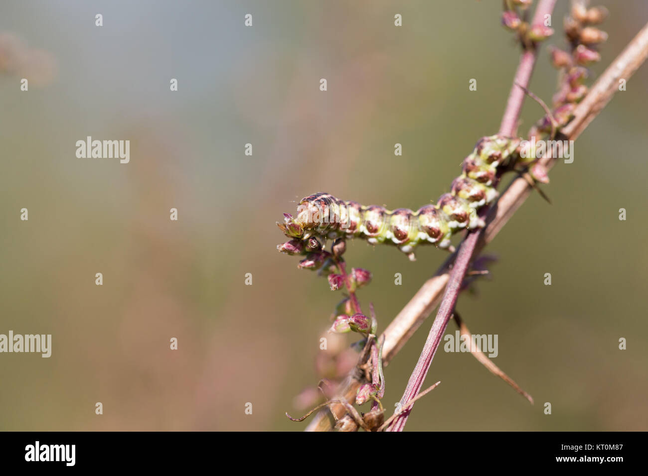 Argento verde costellata shark moth larva Foto Stock