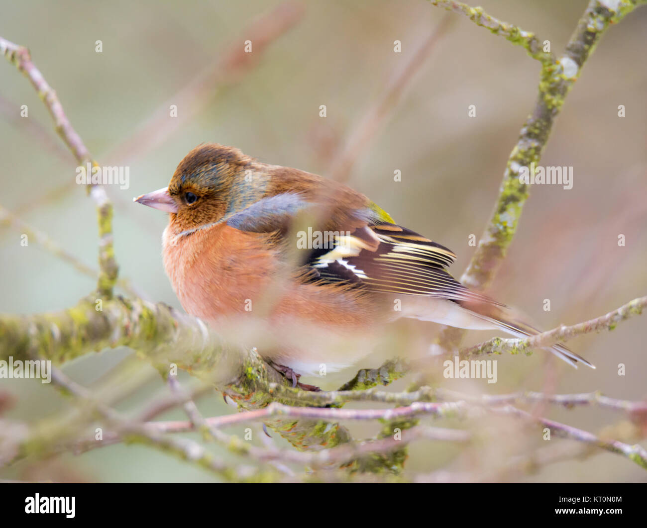 Comune di uccelli fringuello seduto su una struttura ad albero Foto Stock