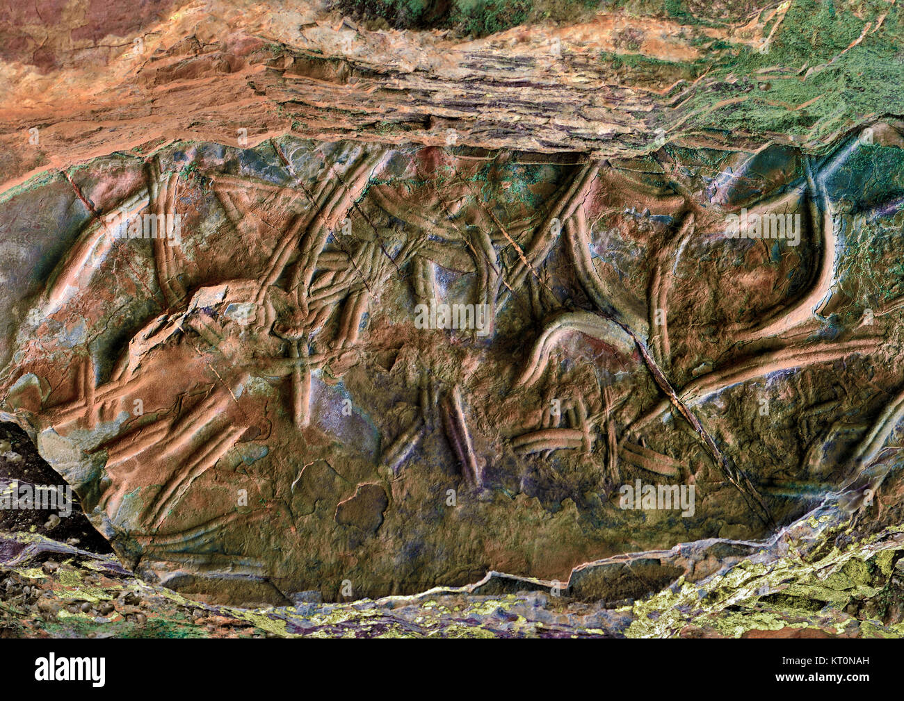 Stone ha voluto fossili trilobata in una roccia Foto Stock