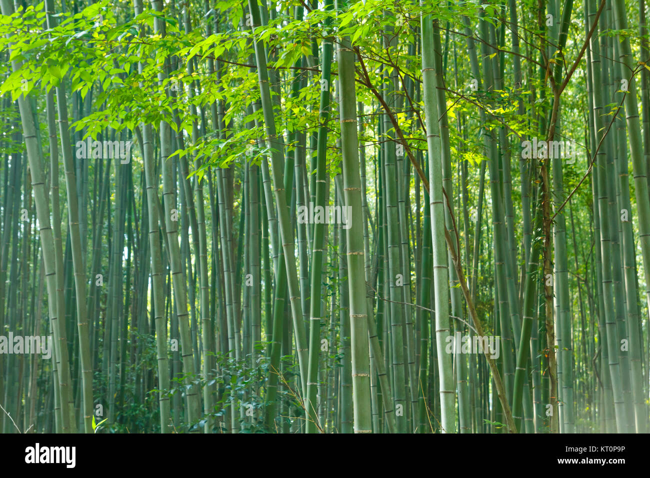 Foresta di Bamboo a Arashhiyama distretto a Kyoto, Giappone Foto Stock