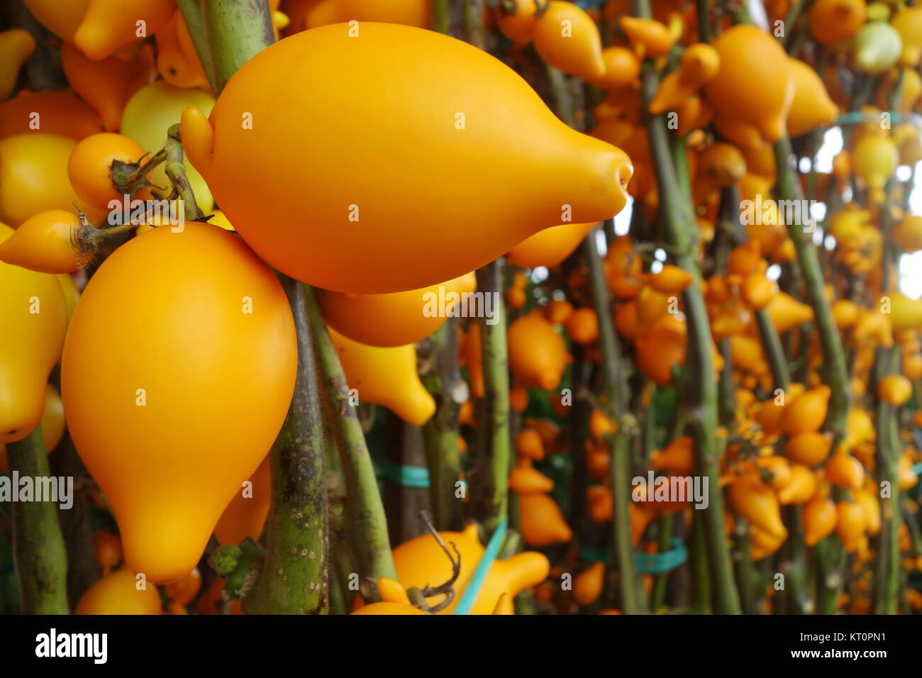 Solanum mammosum sul mercato Foto Stock