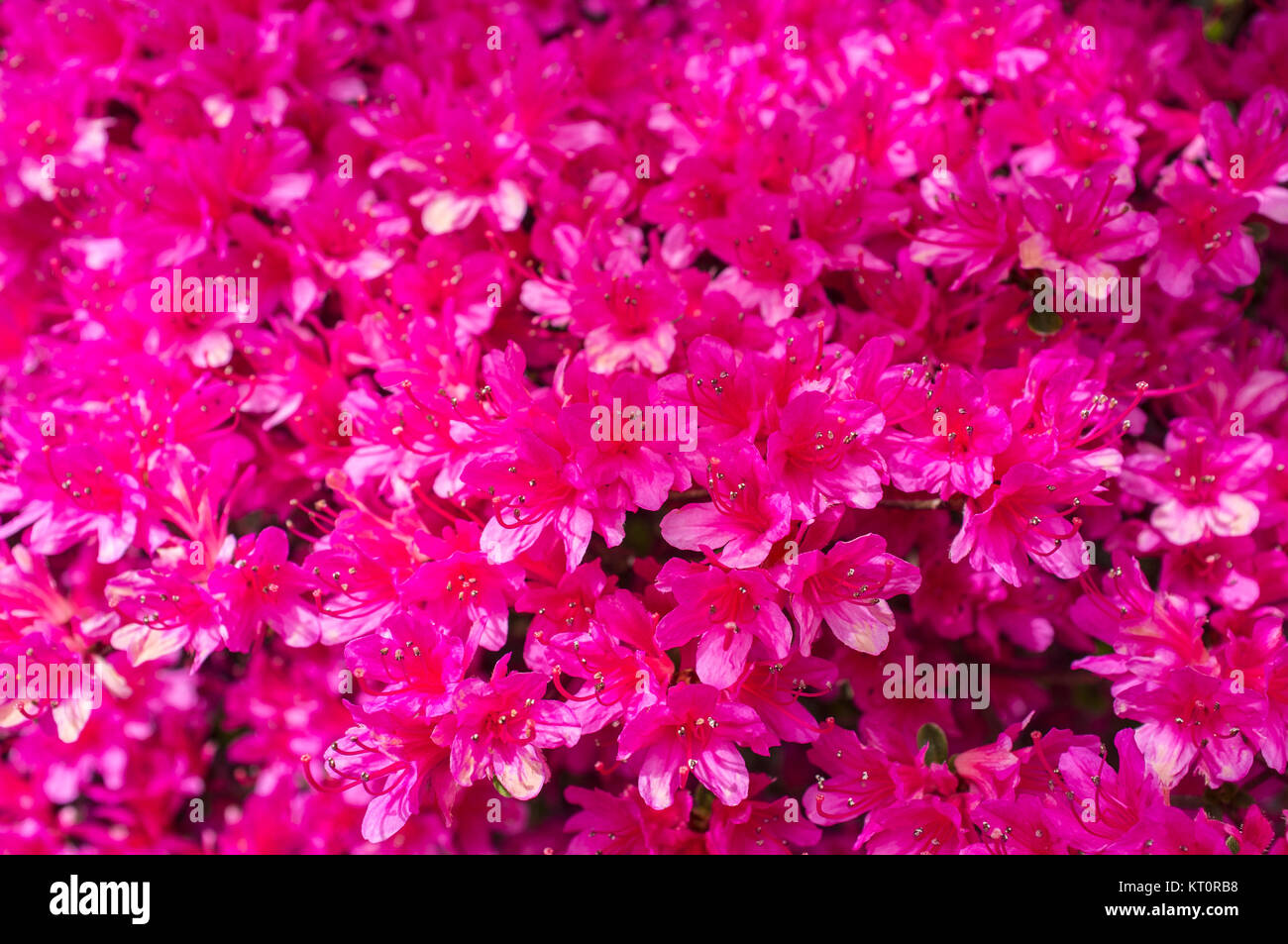 RHODODENDRON MOLLIS - CLYNE I giardini del castello di Swansea Foto Stock