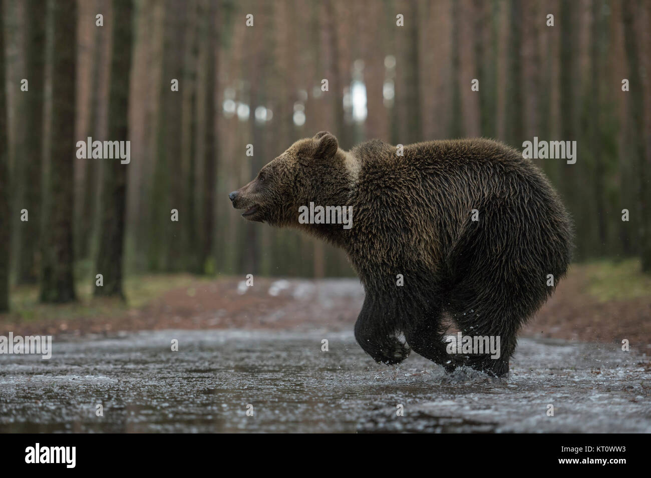 Eurasian orso bruno ( Ursus arctos ), giovani, in fretta, corre veloce attraverso una pozzanghera congelata, attraversando una strada forestale in inverno, simpatici e divertenti e Europa Foto Stock