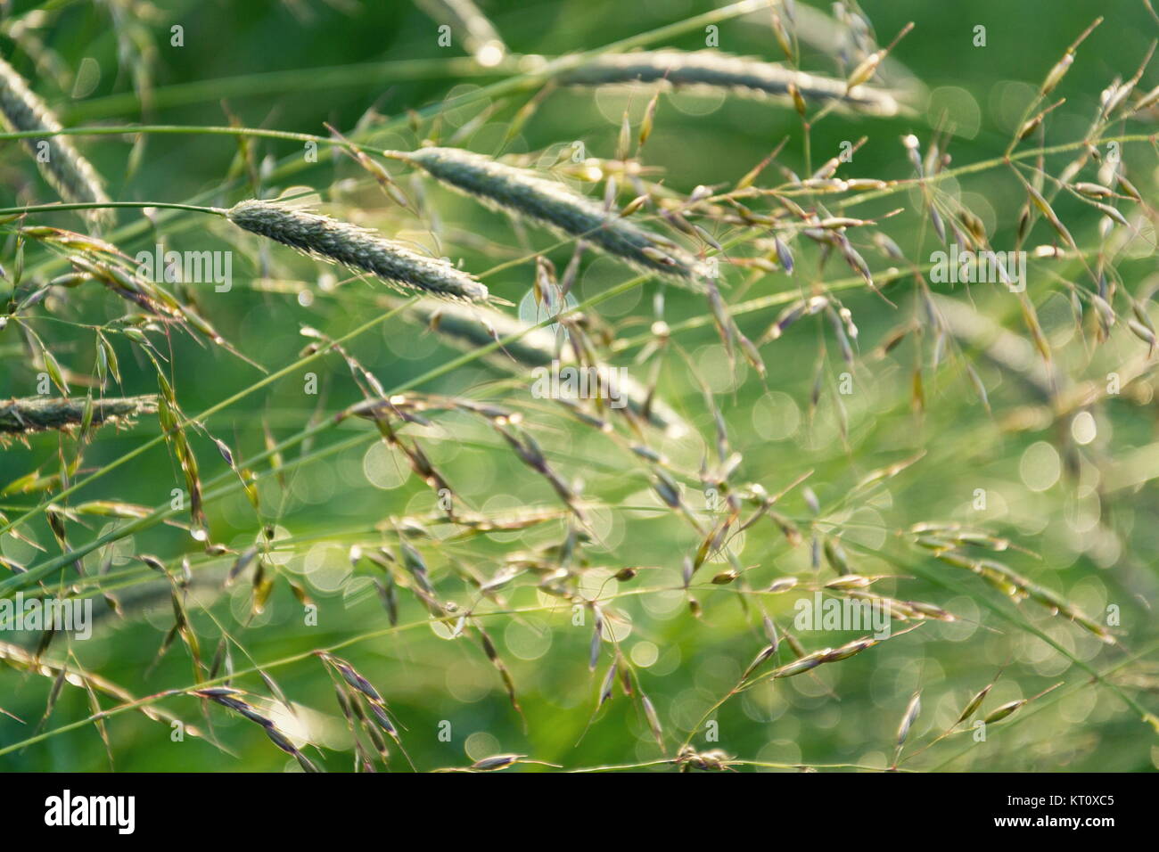 Si filtra l'erba verde dopo la pioggia, uno stile di vita sano bio ecologia concetto Foto Stock