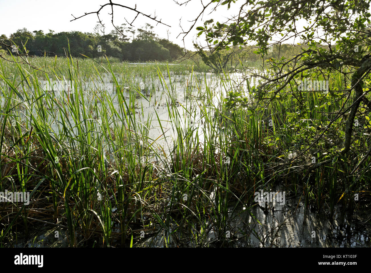 NC01121-00...North Carolina - Marsh land in Buxton boschi sul Hatteras Island a Cape Hatteras National Seashore. Foto Stock