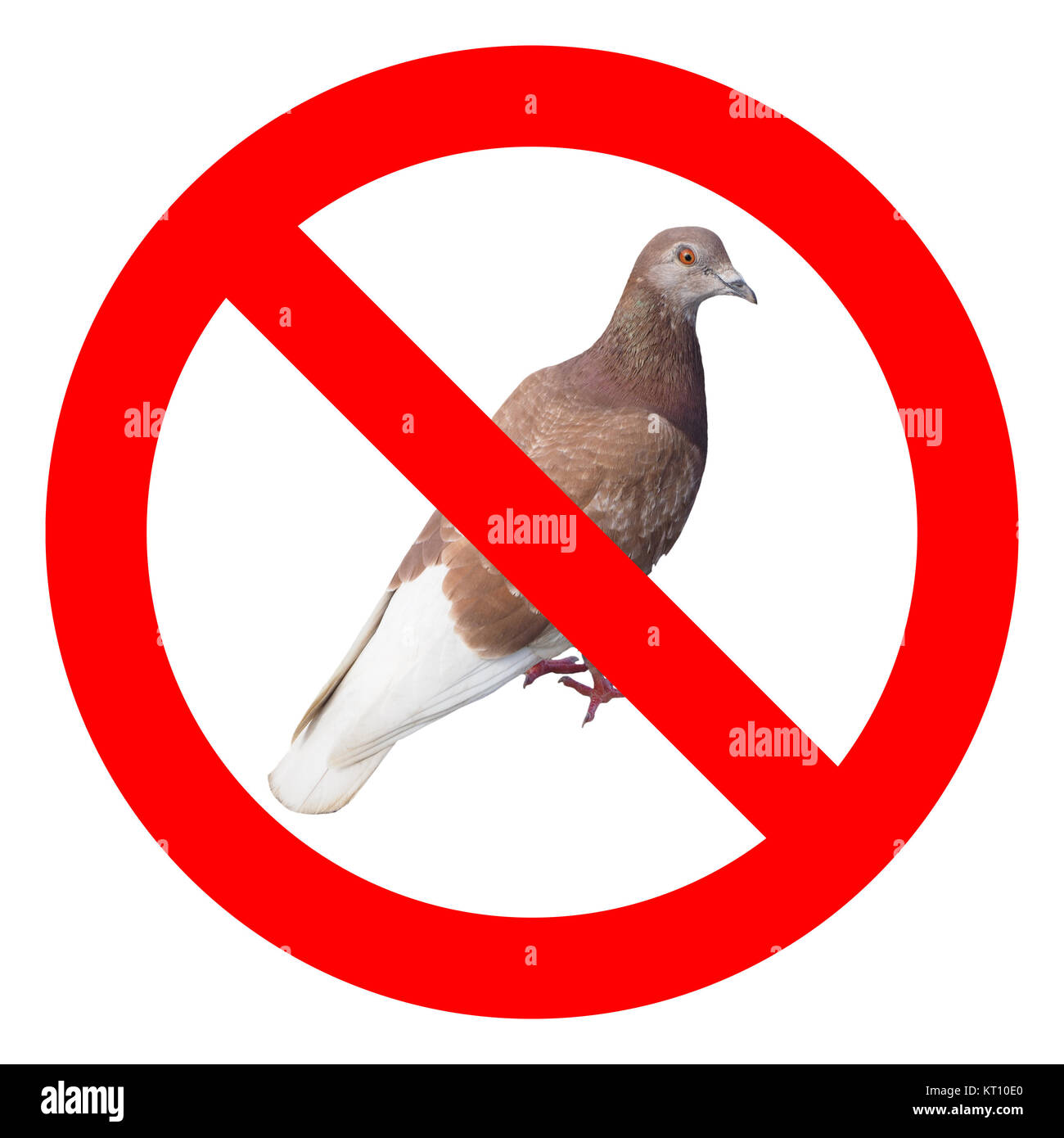 Nessun segno di piccioni Foto Stock