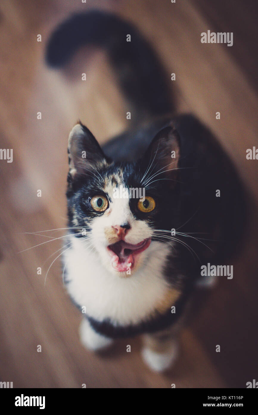 Il gatto domestico riproduzione (Felis silvestris catus) Foto Stock