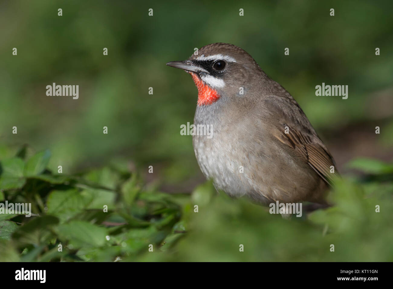 Siberian Rubythroat ( Luscinia calliope ), uccello maschio, seduto per terra in bassa vegetazione, alla ricerca di cibo, Hoogwoud, Paesi Bassi. Foto Stock