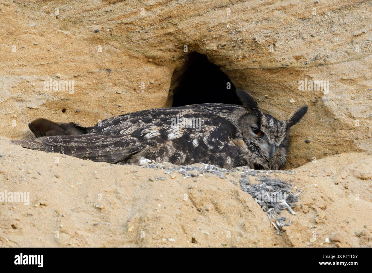 Gufo reale / Europaeischer Uhu ( Bubo bubo ), sito di riproduzione, adulto raccogliendo i suoi pulcini, in una buca di sabbia, la fauna selvatica, l'Europa. Foto Stock