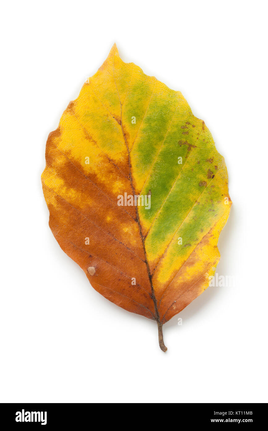 Comune singola foglia di faggio in autunno su sfondo bianco Foto Stock