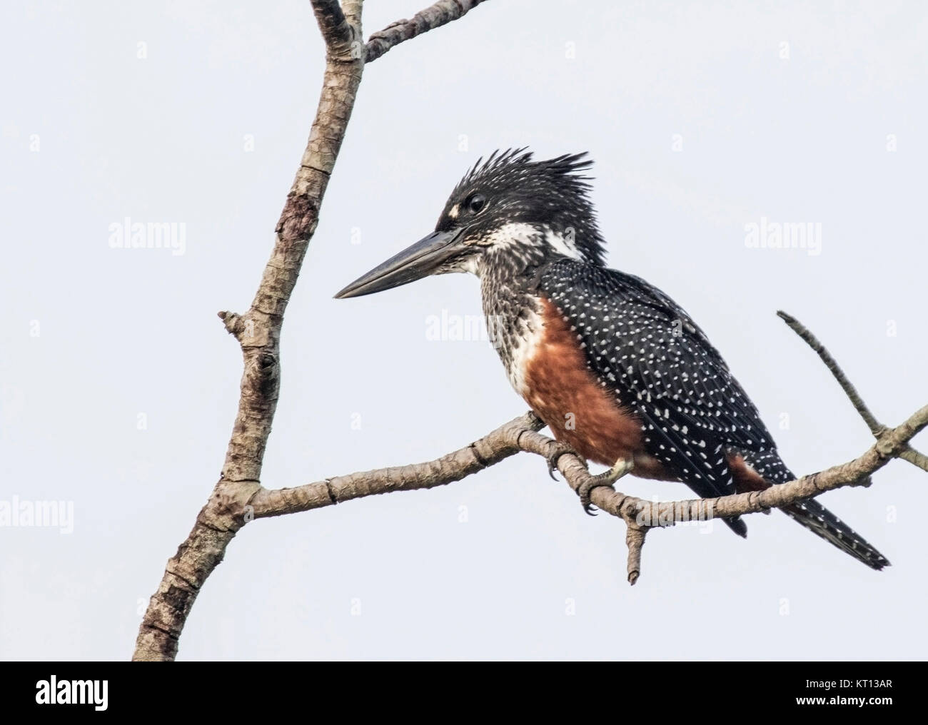 Giant kingfisher (Megaceryle maxima) adulto appollaiato in mangrove oltre il fiume in Gambia, Africa Foto Stock