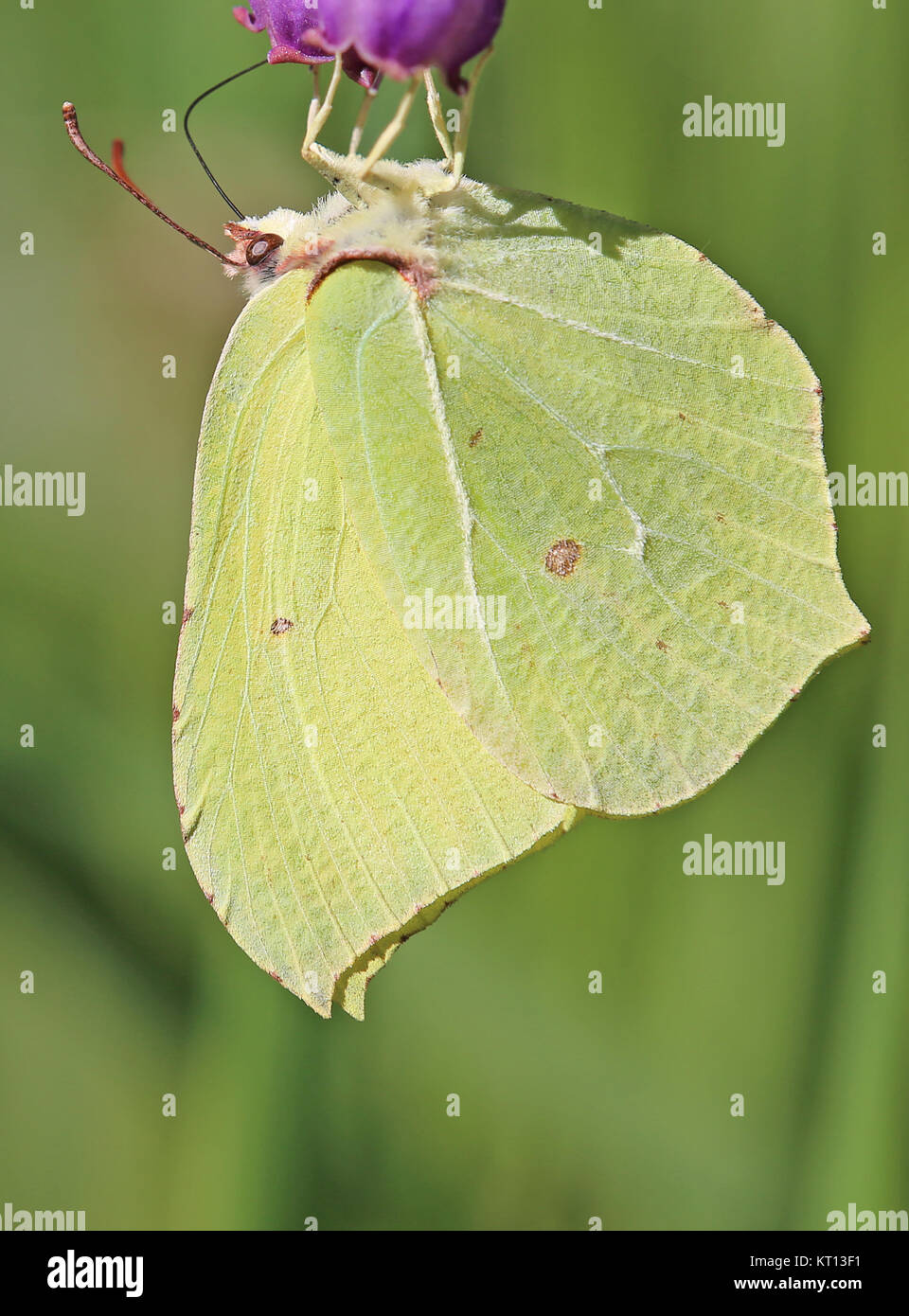 Limone farfalla aspira a legwell bloom Foto Stock