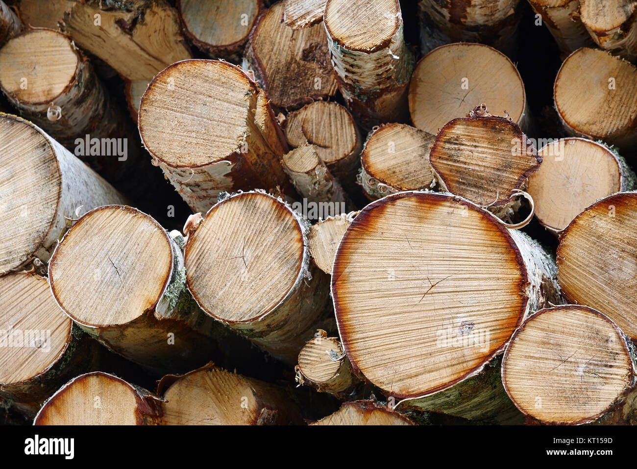 Industria del legno in Finlandia. Impilati di betulle. La natura dello  sfondo. Posizione orizzontale Foto stock - Alamy