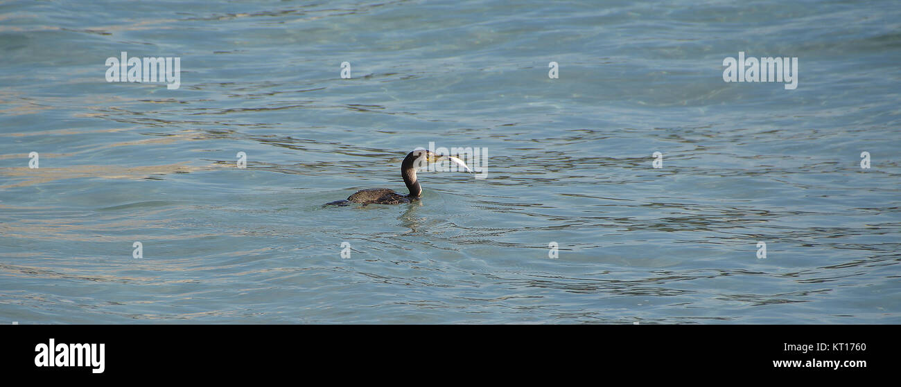 Airone cenerino nella pesca Foto Stock