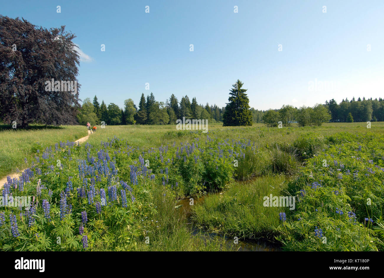 Repubblica ceca, Boemia, Kladska: Kladská Riserva Naturale Foto Stock