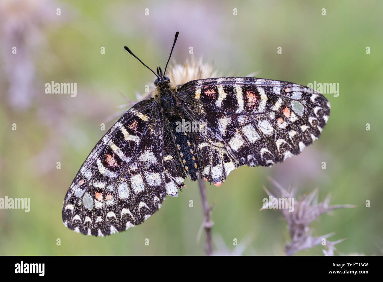 Zerynthia rumina. Butterfly nel loro ambiente naturale Foto Stock