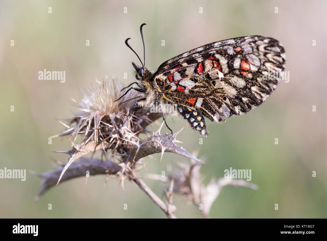 Zerynthia rumina. Butterfly nel loro ambiente naturale Foto Stock