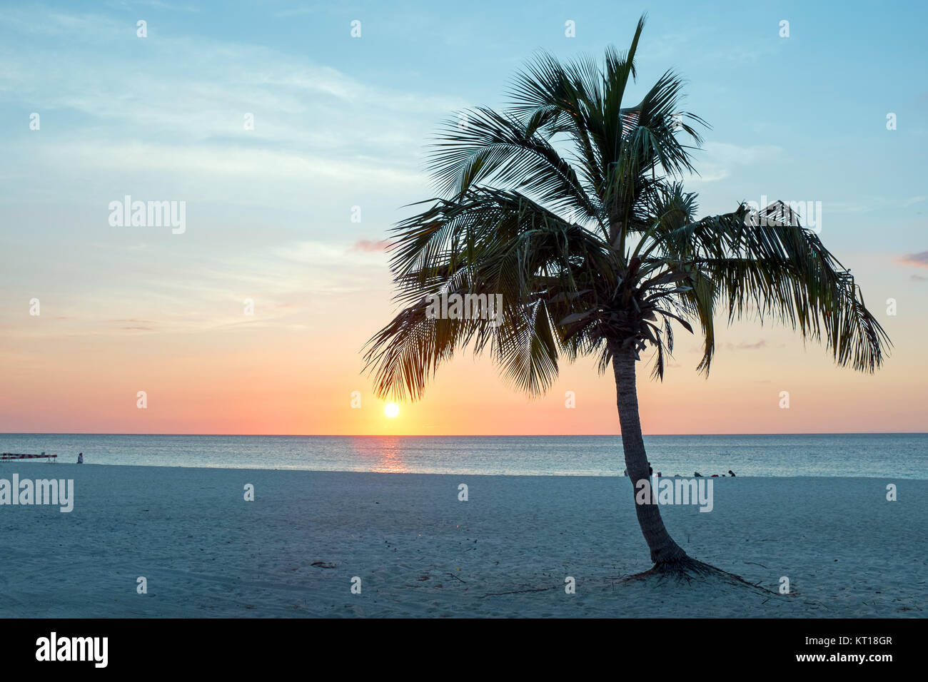 Palmtree a Palm Beach ad Aruba al tramonto nei Caraibi Foto Stock