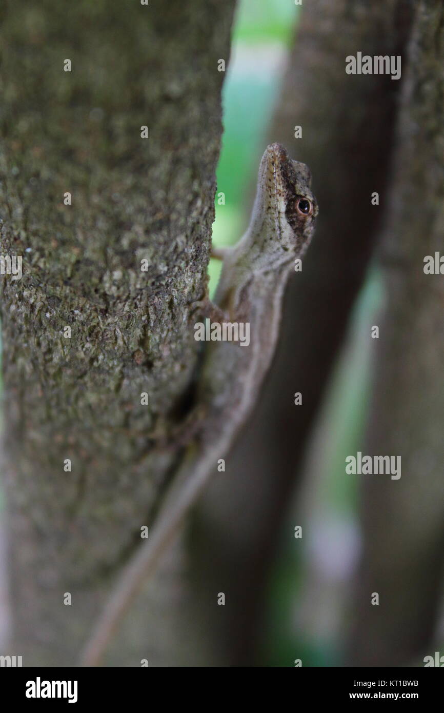 Una ben mimetizzata lizard in una struttura ad albero Foto Stock