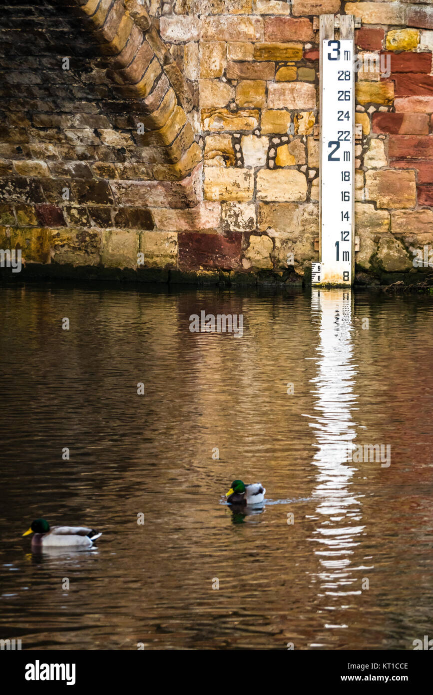 Le anatre bastarde nel fiume Tyne, dal XVI secolo ad arco in pietra arenaria vecchio ponte Nungate, Haddington, East Lothian, Scozia, con un livello di acqua marcatore Foto Stock