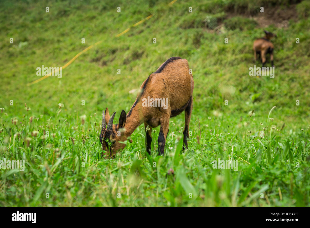 Capra su verde prato estivo Foto Stock
