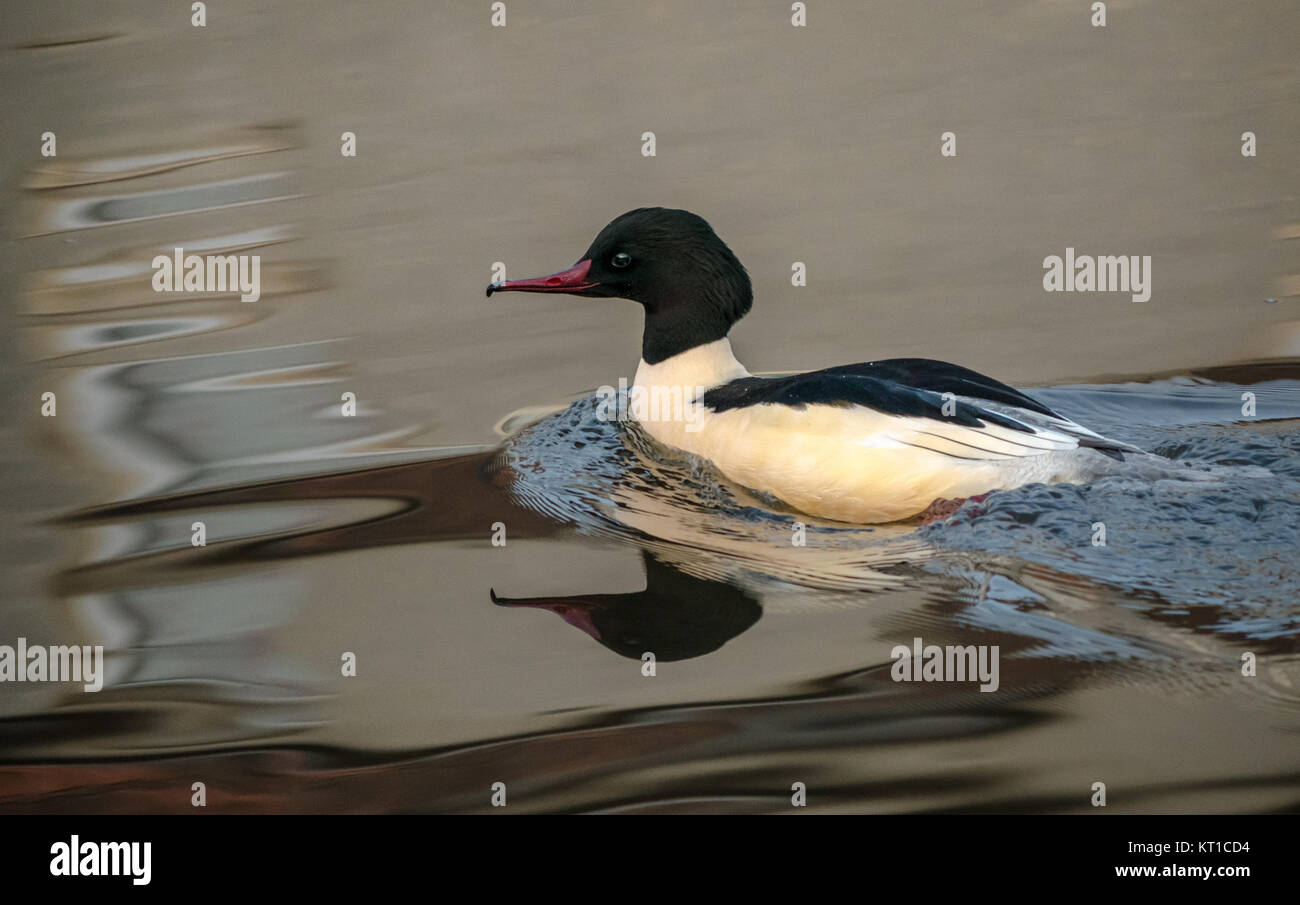 Close up comune maschio merganser, Mergus merganser, smergo maggiore o nuotare in acqua liscia, Haddington, East Lothian, Scozia, Regno Unito Foto Stock Close up comune maschio merganser, Mergus merganser, smergo maggiore o nuotare in acqua liscia, Haddington, East Lothian, Scozia, Regno Unito Foto Stock