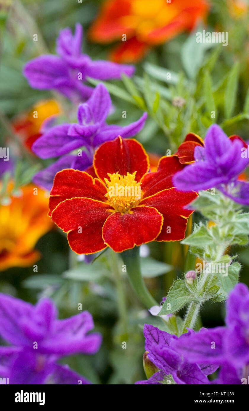 Tagetes patula e Salvias. Foto Stock