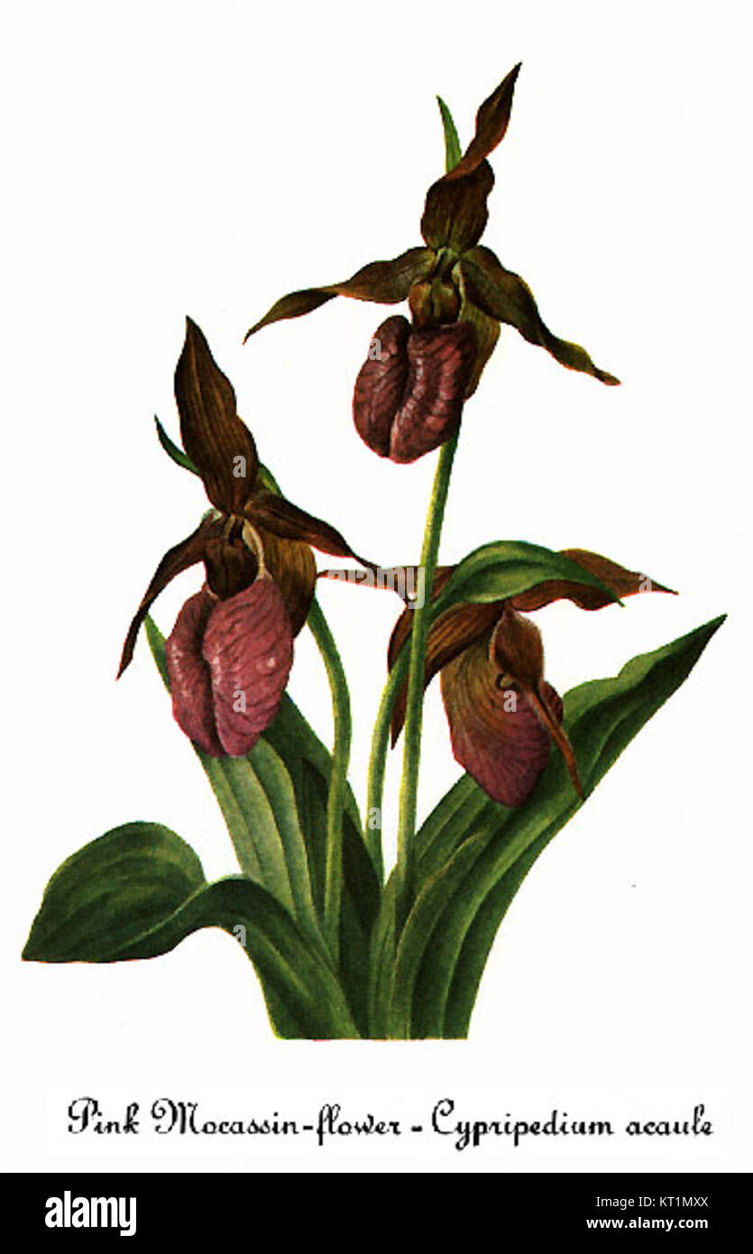 *Cypripedium acaule*, noto anche come la pantofola rosa della signora, è una specie di orchidee illustrata da Mary Vaux Walcott. Questa illustrazione botanica mostra le caratteristiche uniche della pianta e il suo posto nella flora nordamericana. Foto Stock