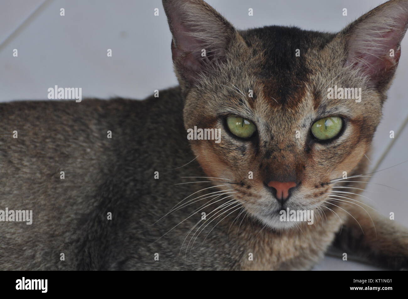 Sguardo del gatto Foto Stock