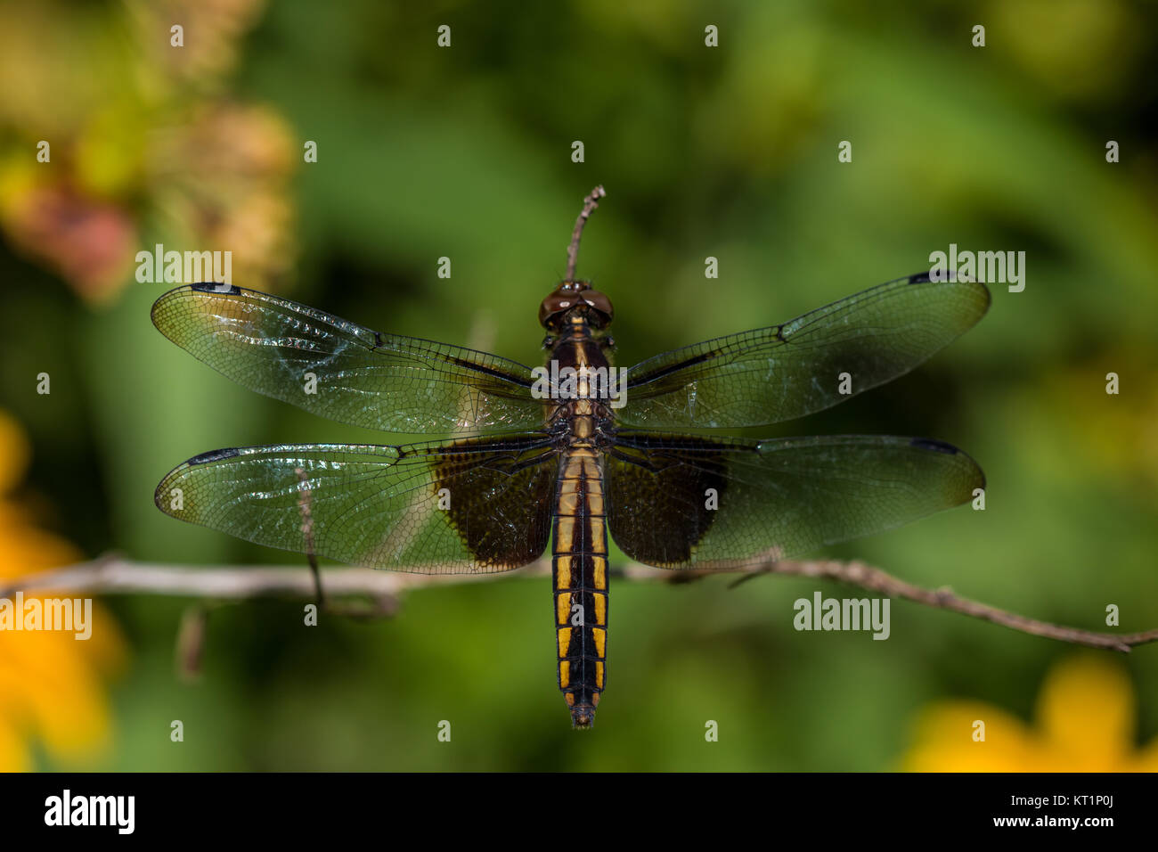 Vedova (skimmer Libellula luctuosa) a Stillwater Riserva della prateria Foto Stock