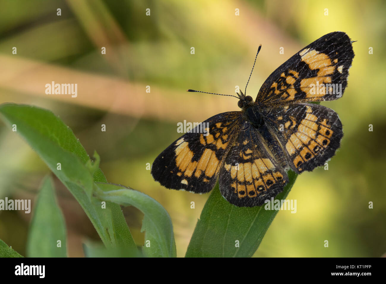 Pearl crescent butterfly (Phyciodes tharos) Foto Stock