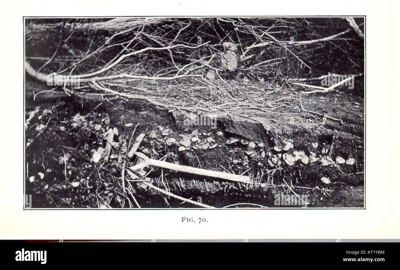 32563 Un vecchio letto di mitilo vicino Muscatine, Iowa, sepolta sotto un piede o più Foto Stock