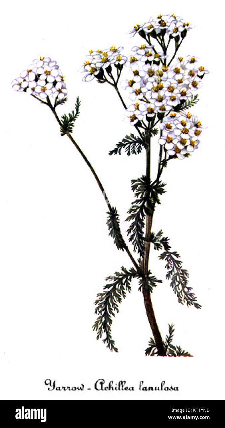 L'Achillea lanulosa, comunemente nota come Yarrow lanulosa lanulosa, è una pianta in fiore illustrata da Mary Vaux Walcott. Walcott era nota per le sue illustrazioni botaniche, contribuendo in modo significativo alla scienza delle piante e all'arte. Foto Stock