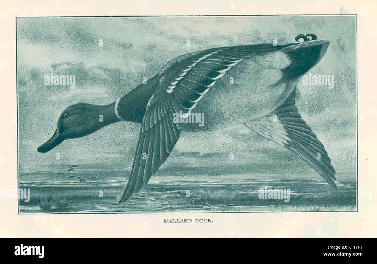 Le anatre Mallard (Anas platyrhynchos) sono una specie comune di uccelli acquatici che si trovano in Nord America, Europa e Asia. Note per la loro colorazione distintiva, queste anatre sono spesso viste nelle zone umide, nei fiumi e nei laghi, contribuendo alla biodiversità negli ecosistemi acquatici. Foto Stock