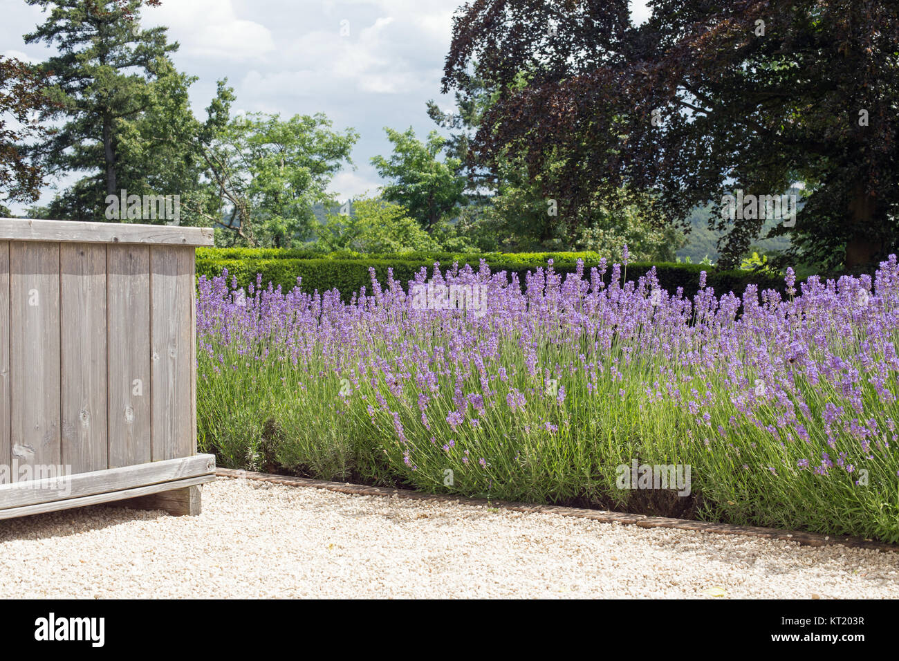 lavanda in fiore e secchio di legno su un sentiero Foto Stock