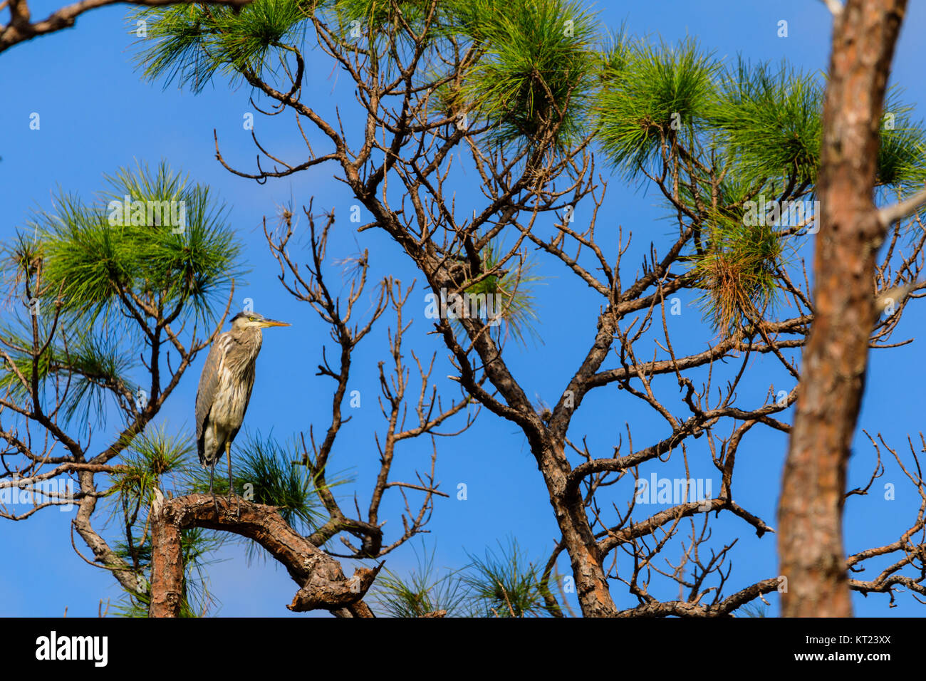 Un Airone blu si siede in un albero vicino alla palude in Everglades National Park, Florida, Novembre 2017 Foto Stock