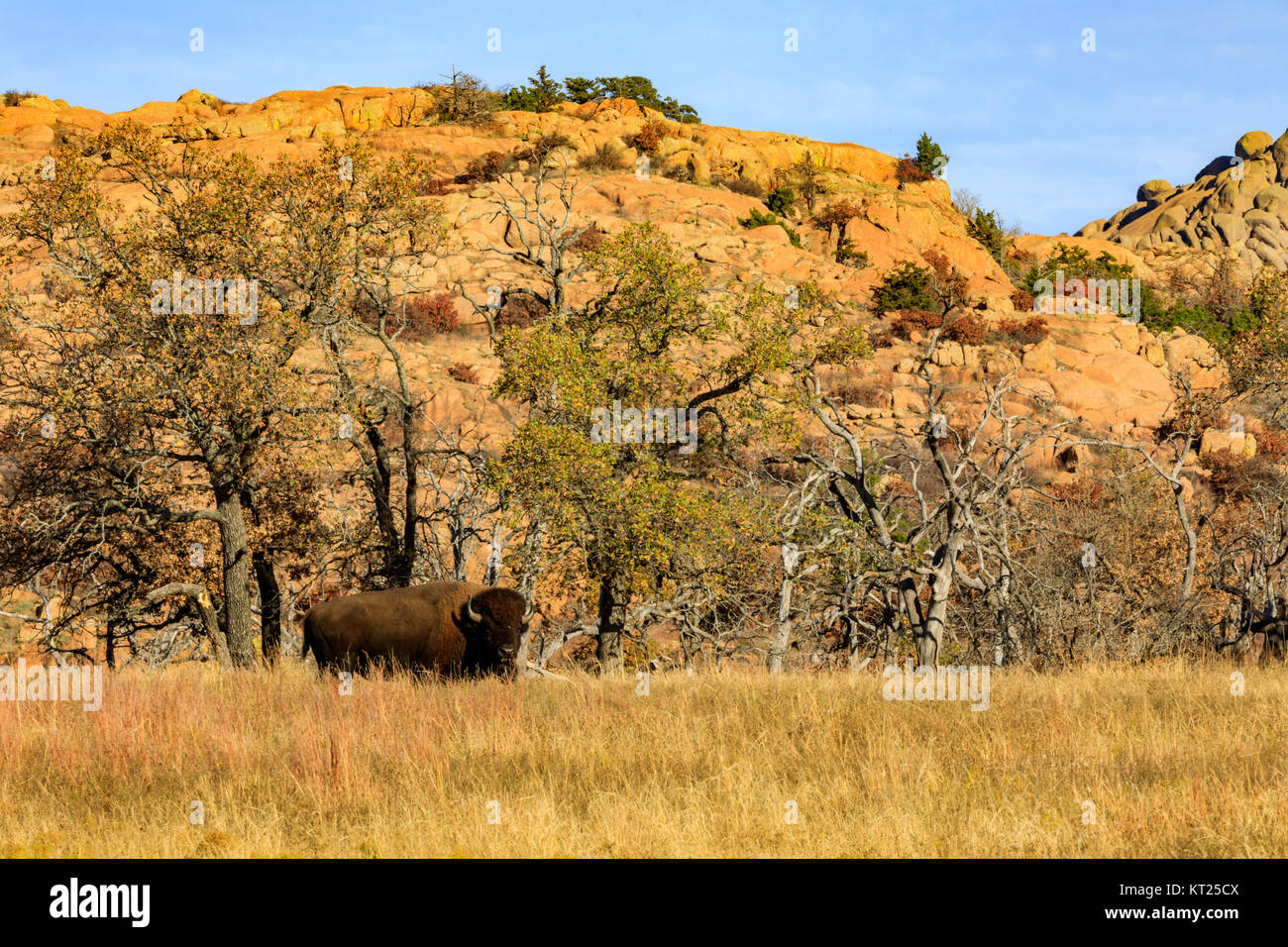 Bisonti vagano wild allinterno della Wichita Mountains National Wildlife Refuge, Novembre 2017 Foto Stock