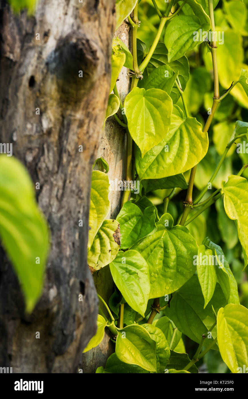 Betel leaf Foto Stock