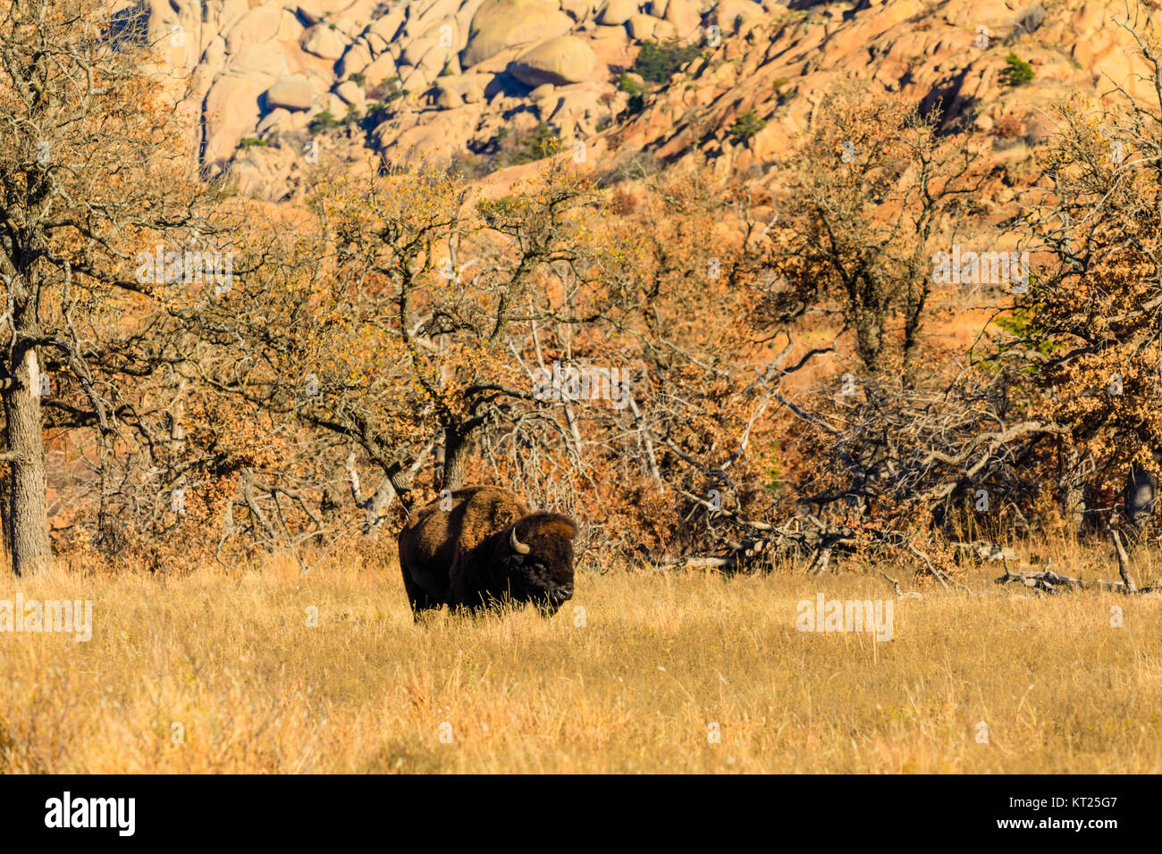 Bisonti vagano wild allinterno della Wichita Mountains National Wildlife Refuge, Novembre 2017 Foto Stock