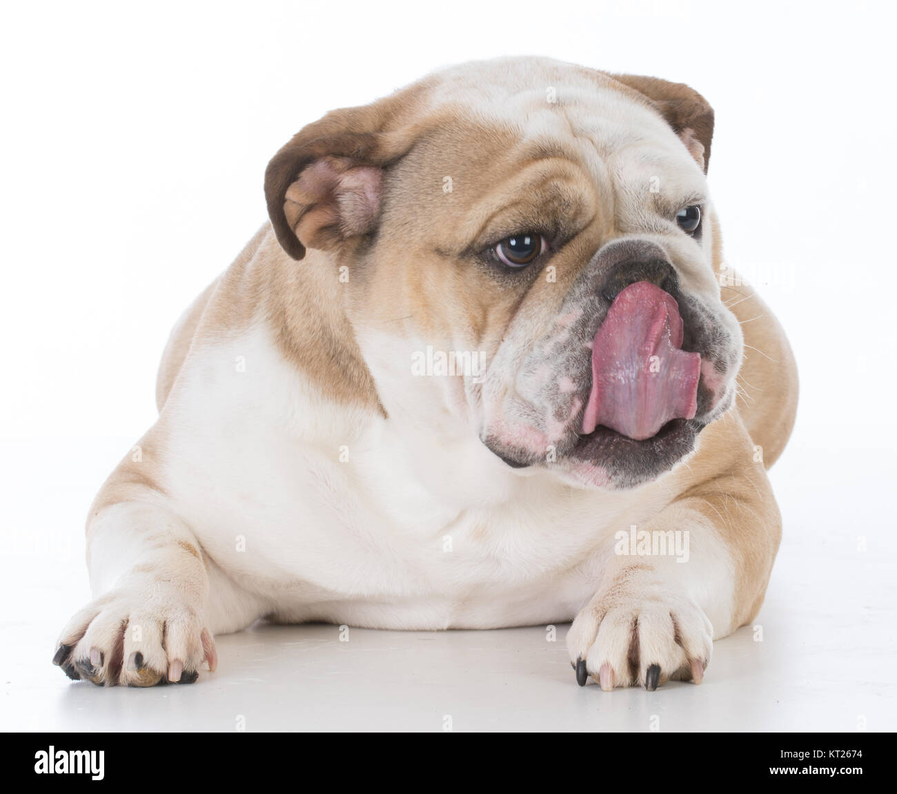 Bulldog leccare le labbra su sfondo bianco Foto Stock
