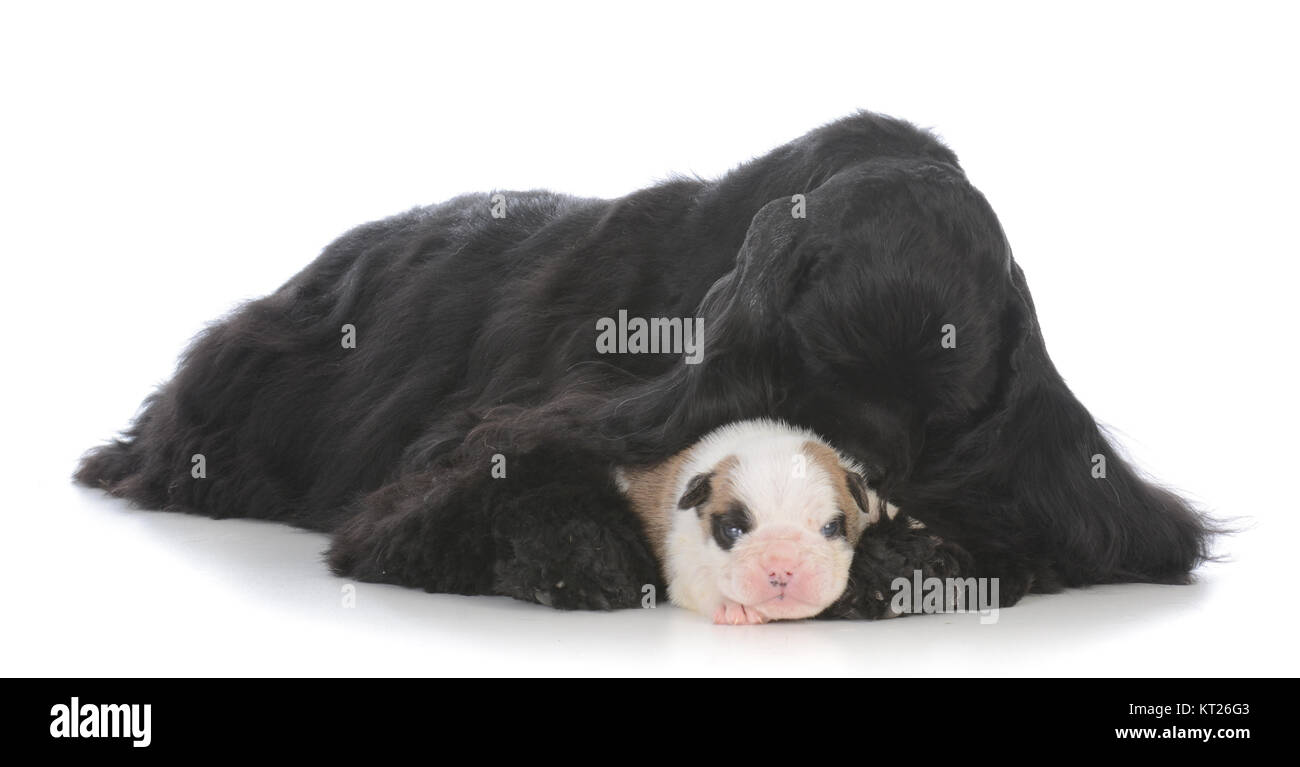 Rimasto orfano bulldog cucciolo essendo sollevata da cocker spaniel madre Foto Stock